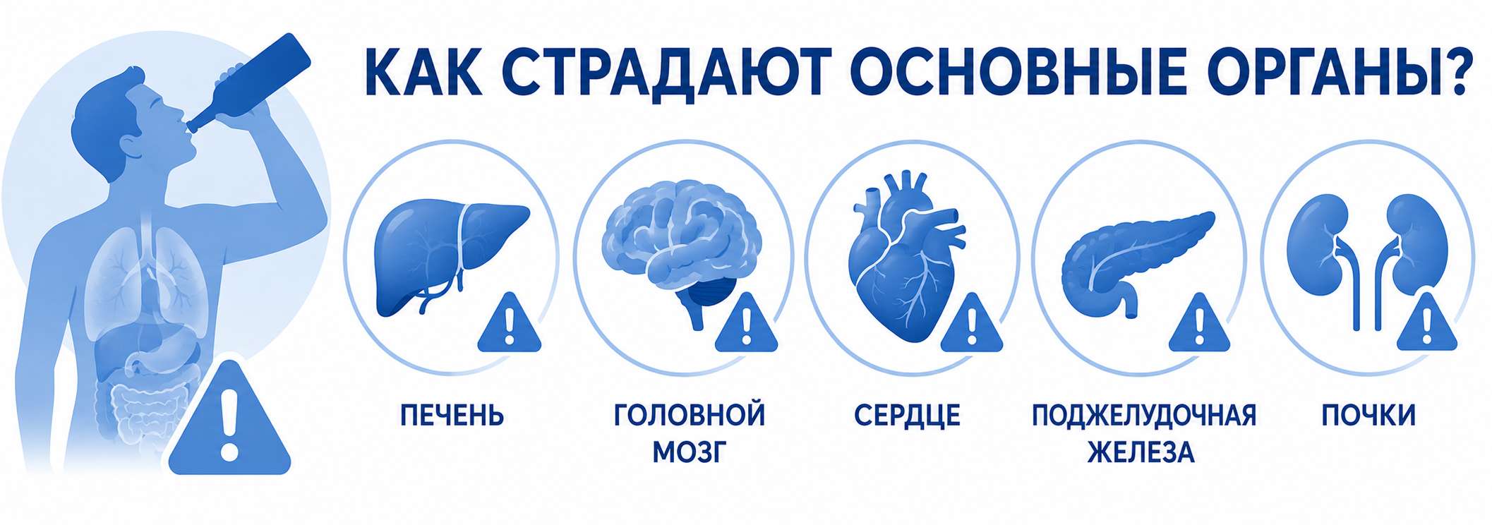Схема, показывающая основные органы, наиболее подверженные воздействию алкоголя. Выделены печень, головной мозг, сердце, поджелудочная железа и почки как органы, страдающие в первую очередь при регулярном употреблении спиртных напитков.